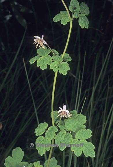 thalictrum sparsiflorum 3 graphic